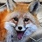 Lovely Fox's picture