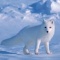 Arctic fox's picture