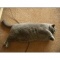 Fat Cat's picture