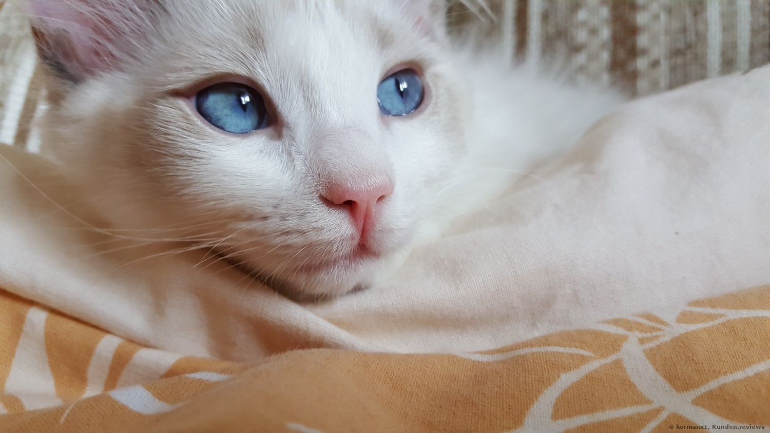 Blaue Augen