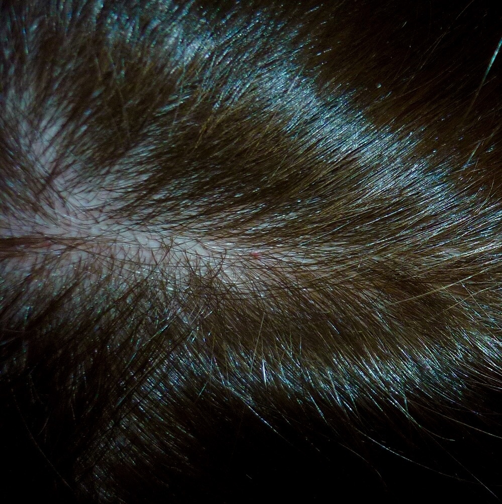 Weleda Intensiv Pflegendes Haaröl mit Rosmarin Foto