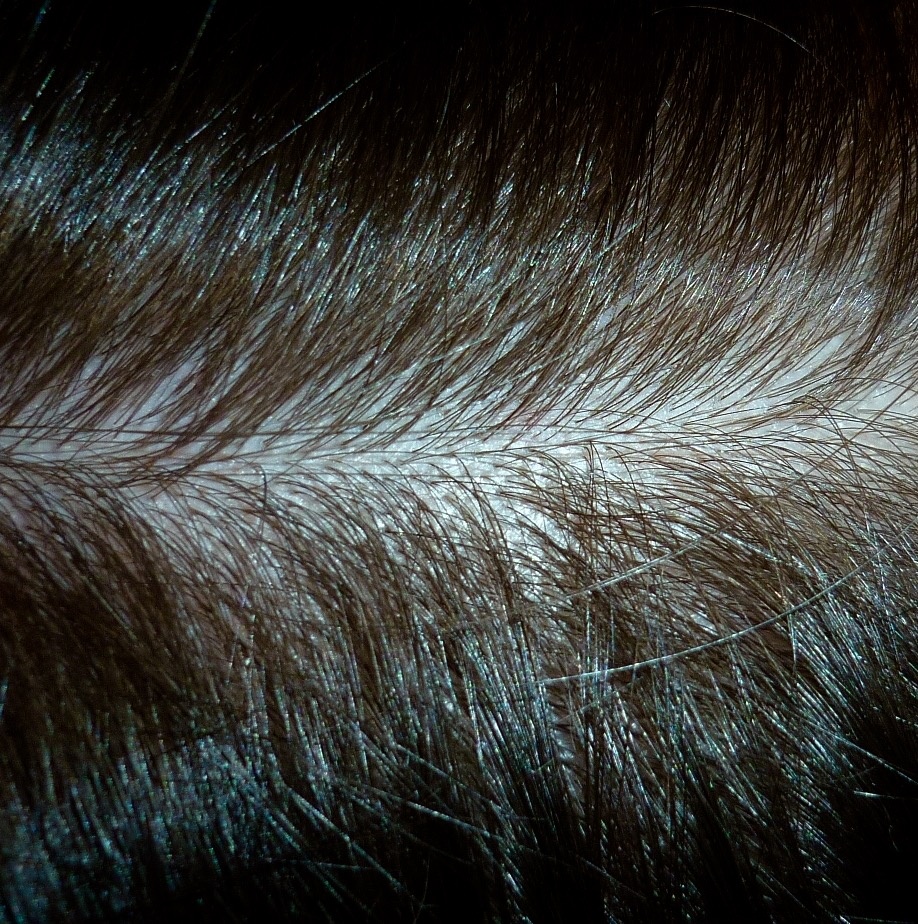 Weleda Intensiv Pflegendes Haaröl mit Rosmarin Foto